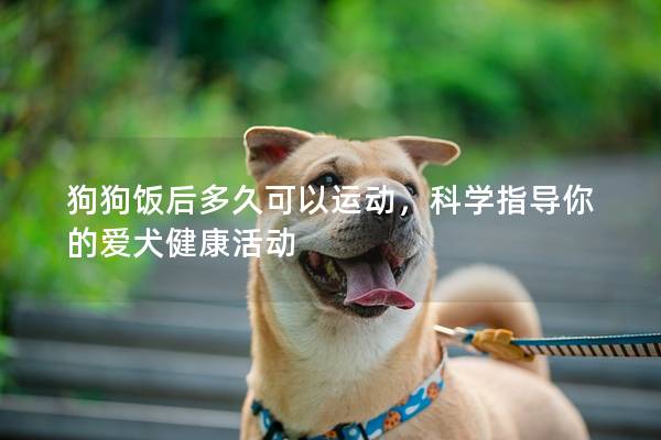 狗狗饭后多久可以运动，科学指导你的爱犬健康活动