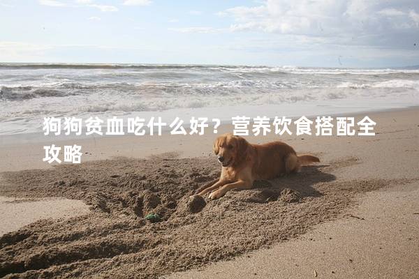 狗狗贫血吃什么好？营养饮食搭配全攻略