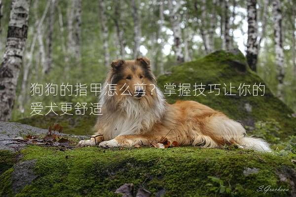 狗狗的指甲怎么剪？掌握技巧让你的爱犬更舒适
