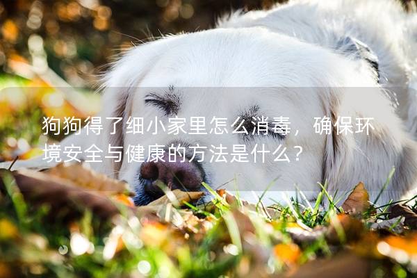狗狗得了细小家里怎么消毒，确保环境安全与健康的方法是什么？
