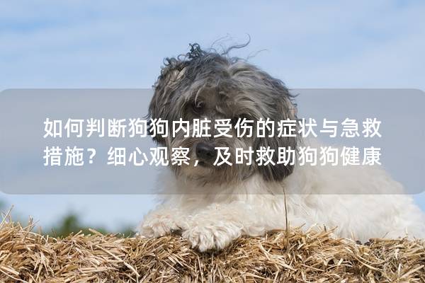 如何判断狗狗内脏受伤的症状与急救措施？细心观察，及时救助狗狗健康