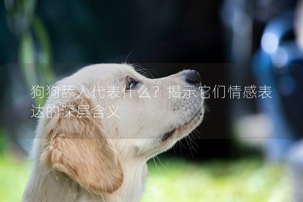 狗狗舔人代表什么？揭示它们情感表达的深层含义