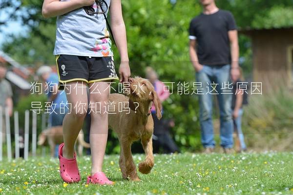 狗狗为什么不喝水，可能是这些原因导致的你知道吗？