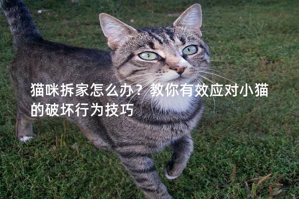 猫咪拆家怎么办？教你有效应对小猫的破坏行为技巧