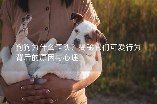 狗狗为什么歪头？揭秘它们可爱行为背后的原因与心理