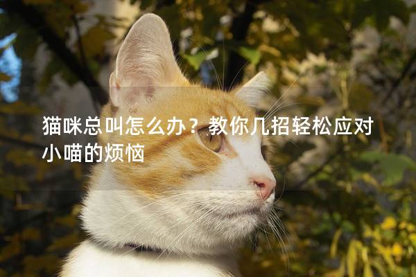 猫咪总叫怎么办？教你几招轻松应对小喵的烦恼