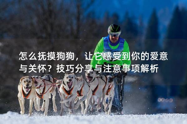 怎么抚摸狗狗，让它感受到你的爱意与关怀？技巧分享与注意事项解析