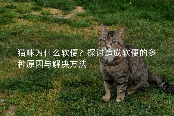 猫咪为什么软便？探讨造成软便的多种原因与解决方法