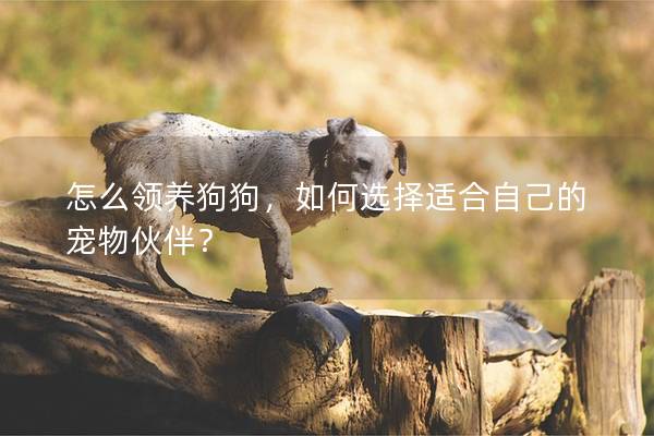 怎么领养狗狗，如何选择适合自己的宠物伙伴？