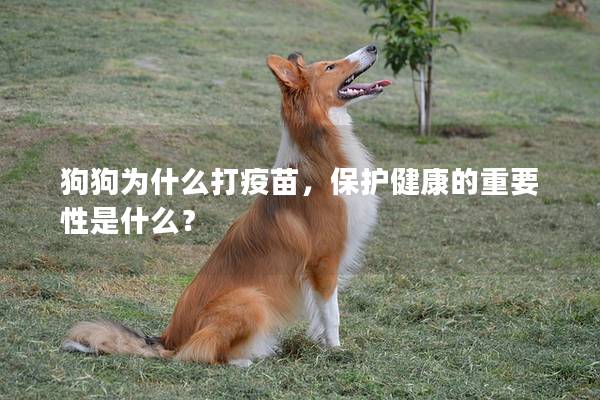 狗狗为什么打疫苗，保护健康的重要性是什么？