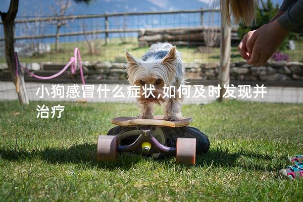 小狗感冒什么症状,如何及时发现并治疗