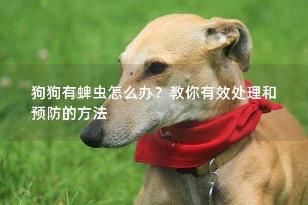 狗狗有蜱虫怎么办？教你有效处理和预防的方法