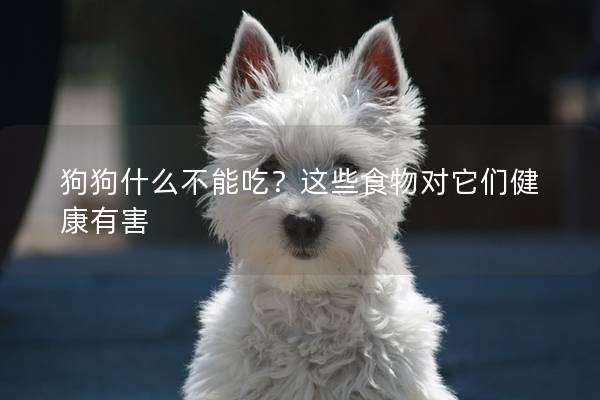狗狗什么不能吃？这些食物对它们健康有害