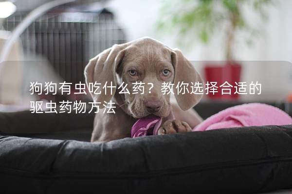 狗狗有虫吃什么药？教你选择合适的驱虫药物方法