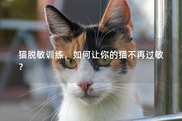 猫脱敏训练，如何让你的猫不再过敏？