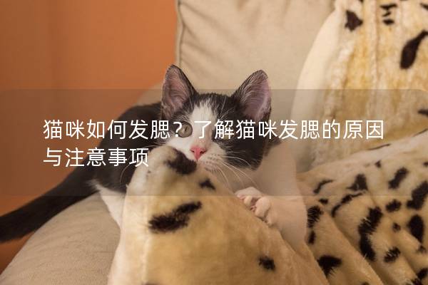猫咪如何发腮？了解猫咪发腮的原因与注意事项