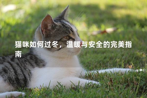 猫咪如何过冬，温暖与安全的完美指南