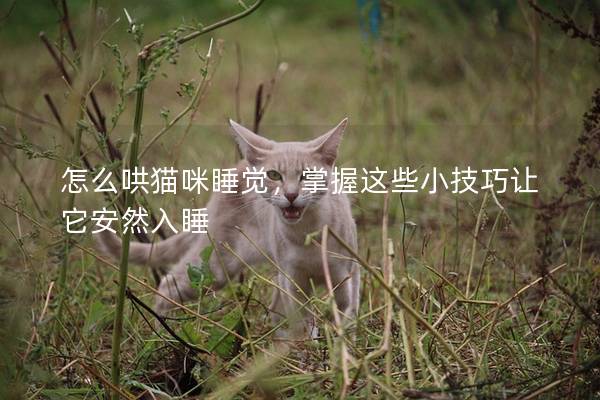 怎么哄猫咪睡觉，掌握这些小技巧让它安然入睡