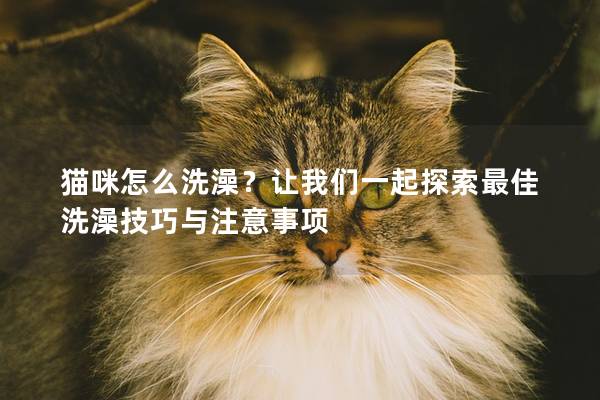猫咪怎么洗澡？让我们一起探索最佳洗澡技巧与注意事项