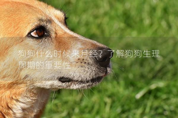 狗狗什么时候来月经？了解狗狗生理周期的重要性
