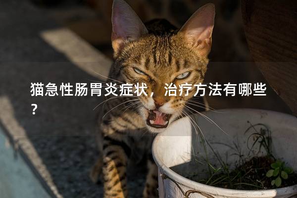 猫急性肠胃炎症状，治疗方法有哪些？