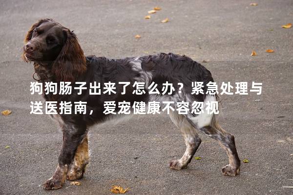 狗狗肠子出来了怎么办？紧急处理与送医指南，爱宠健康不容忽视