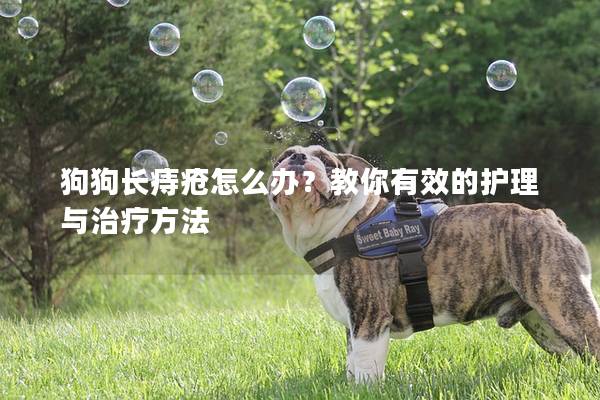 狗狗长痔疮怎么办？教你有效的护理与治疗方法