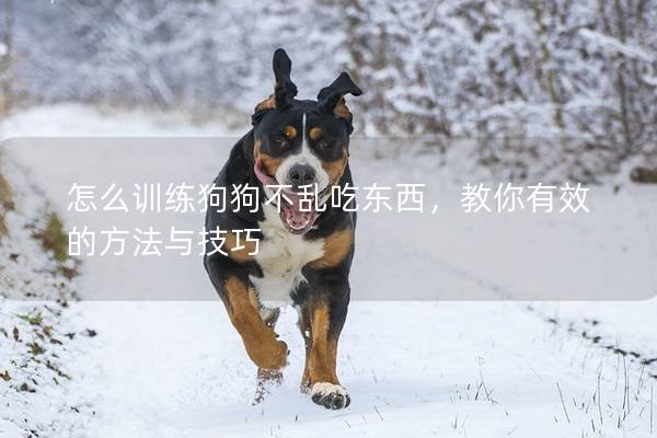 怎么训练狗狗不乱吃东西，教你有效的方法与技巧
