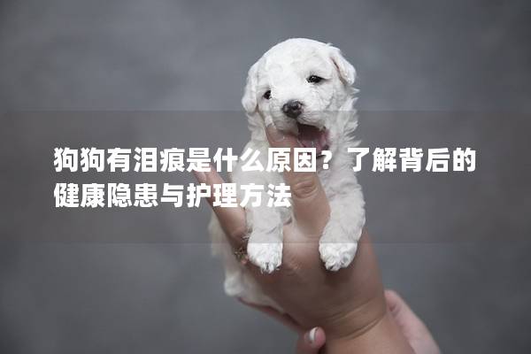 狗狗有泪痕是什么原因？了解背后的健康隐患与护理方法