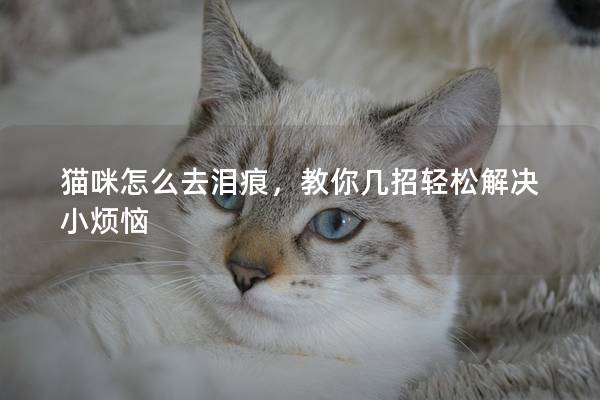 猫咪怎么去泪痕，教你几招轻松解决小烦恼