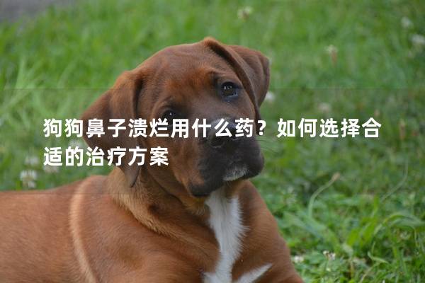 狗狗鼻子溃烂用什么药？如何选择合适的治疗方案