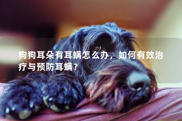 狗狗耳朵有耳螨怎么办，如何有效治疗与预防耳螨？