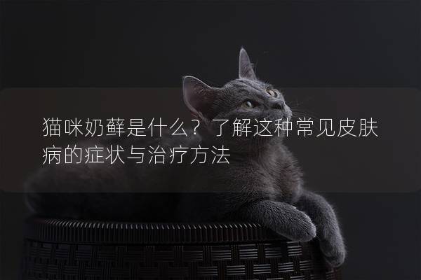 猫咪奶藓是什么？了解这种常见皮肤病的症状与治疗方法