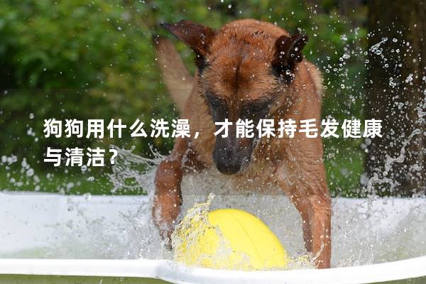 狗狗用什么洗澡，才能保持毛发健康与清洁？