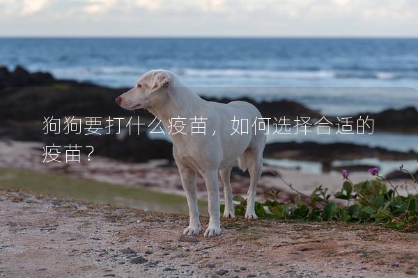 狗狗要打什么疫苗，如何选择合适的疫苗？