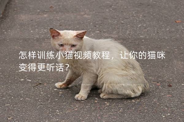 怎样训练小猫视频教程，让你的猫咪变得更听话？