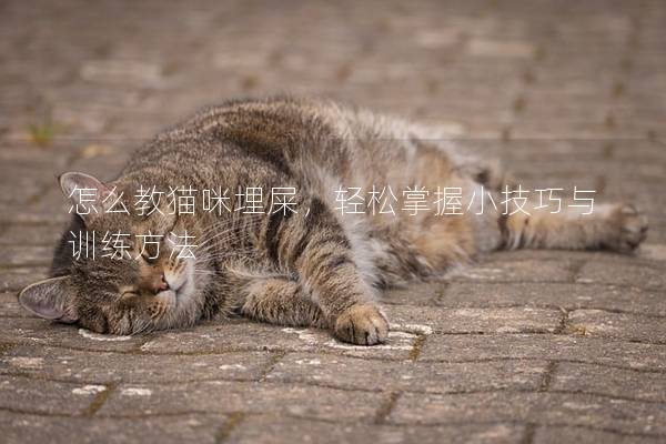怎么教猫咪埋屎，轻松掌握小技巧与训练方法