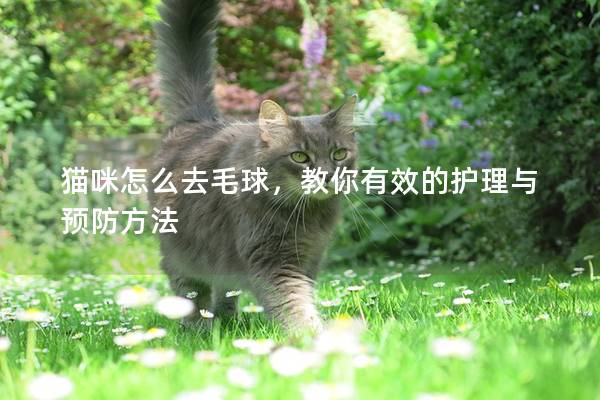 猫咪怎么去毛球，教你有效的护理与预防方法