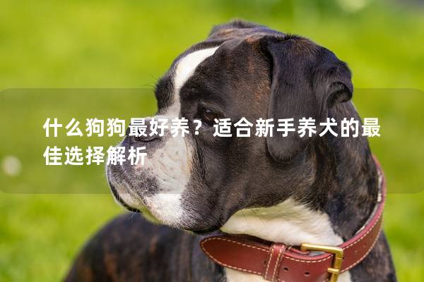 什么狗狗最好养？适合新手养犬的最佳选择解析