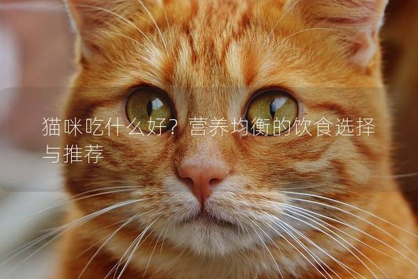 猫咪吃什么好？营养均衡的饮食选择与推荐