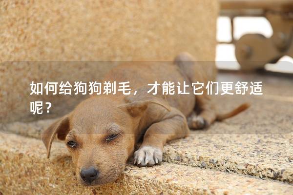 如何给狗狗剃毛，才能让它们更舒适呢？