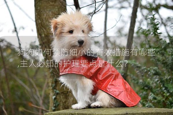 狗狗如何预防细小的有效措施有哪些,主人必知的护理要点是什么？