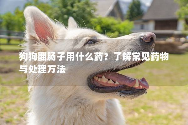 狗狗翻肠子用什么药？了解常见药物与处理方法