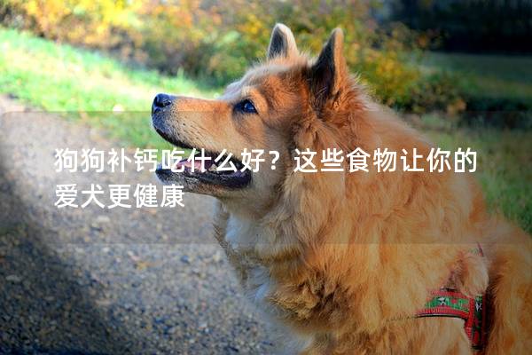 狗狗补钙吃什么好？这些食物让你的爱犬更健康
