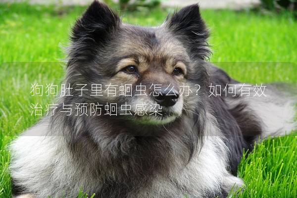 狗狗肚子里有蛔虫怎么办？如何有效治疗与预防蛔虫感染