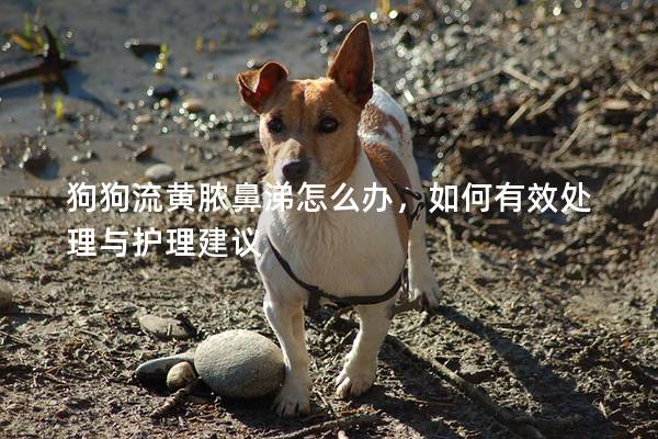 狗狗流黄脓鼻涕怎么办，如何有效处理与护理建议