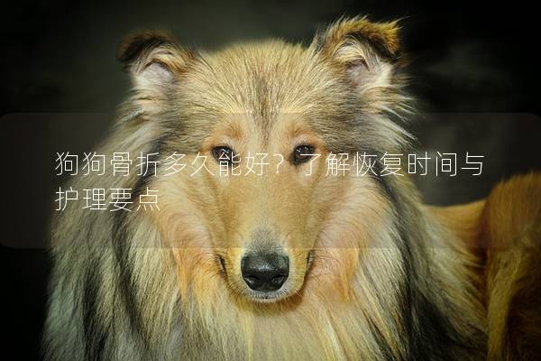 狗狗骨折多久能好？了解恢复时间与护理要点