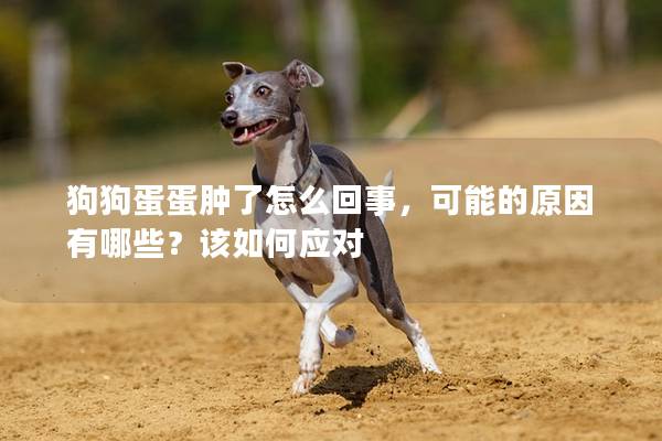 狗狗蛋蛋肿了怎么回事，可能的原因有哪些？该如何应对