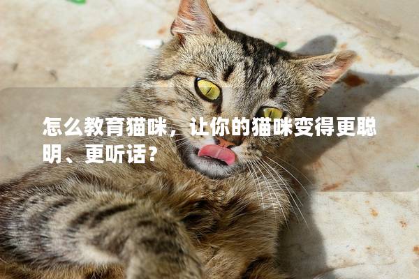 怎么教育猫咪，让你的猫咪变得更聪明、更听话？