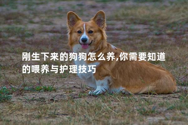 刚生下来的狗狗怎么养,你需要知道的喂养与护理技巧